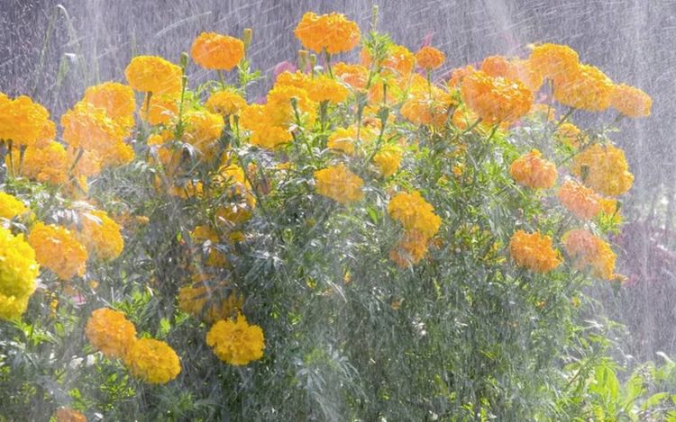 Produktbild: Gardena 01998-20 Schlauchregner 15m 15m&sup2; (max.)