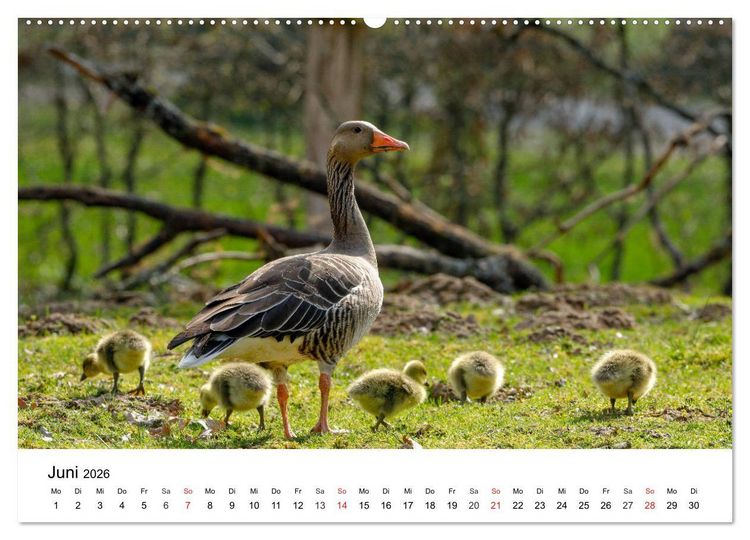 Produktbild: Wilde Tiere unserer Heimat (hochwertiger Premium Wandkalender 2026 DIN A2 quer), Kunstdruck in Hochglanz