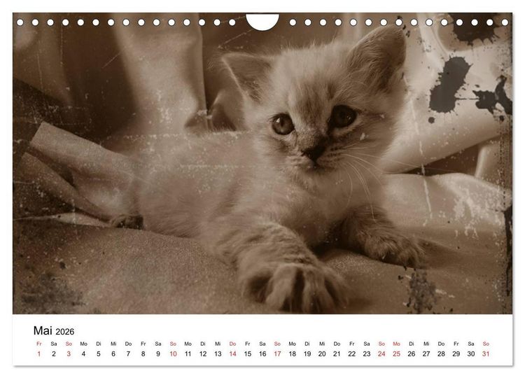 Produktbild: Oma's Katzenkalender 2026 (Wandkalender 2026 DIN A4 quer), CALVENDO Monatskalender