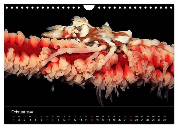 Produktbild: Faszination Makro Unterwasser (Wandkalender 2026 DIN A4 quer), CALVENDO Monatskalender
