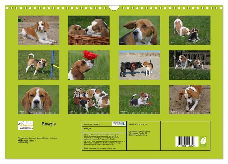 Produktbild: Beagle (Wandkalender 2026 DIN A3 quer), CALVENDO Monatskalender