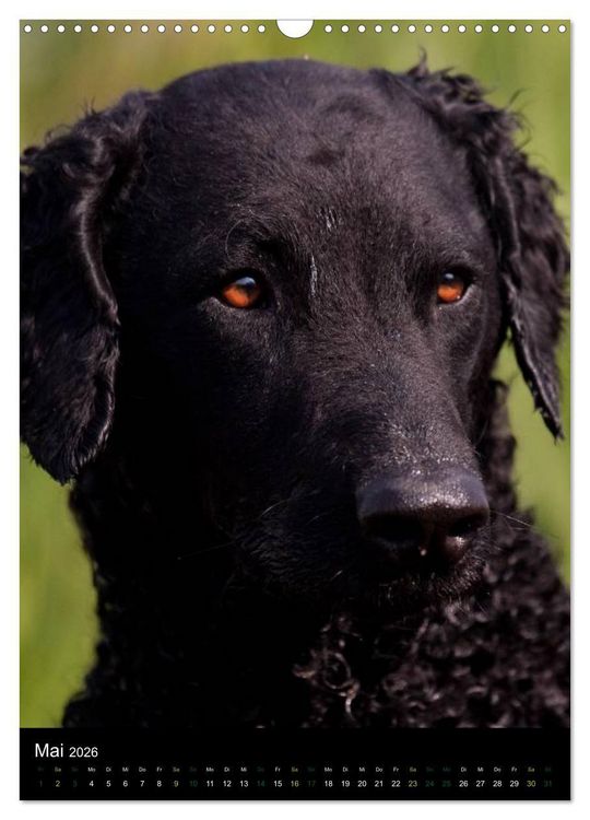 Produktbild: Curly Coated Retriever 2026 (Wandkalender 2026 DIN A3 hoch), CALVENDO Monatskalender