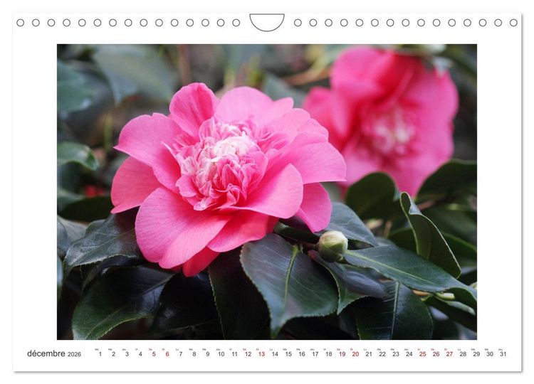 Produktbild: Cam&eacute;lias mystiques (Calendrier mural 2026 DIN A4 vertical), CALVENDO calendrier mensuel