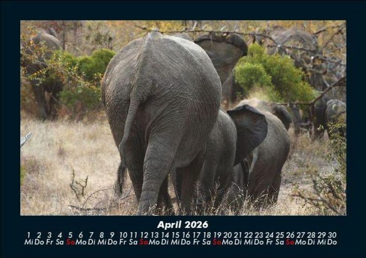 Produktbild: Der Elefantenkalender 2026 Fotokalender DIN A5