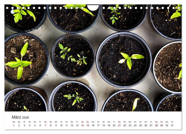 Produktbild: Frisches aus dem Gem&uuml;segarten (Wandkalender 2026 DIN A4 quer), CALVENDO Monatskalender