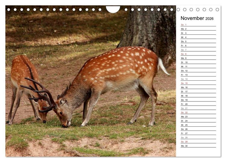 Produktbild: Hirsche (Wandkalender 2026 DIN A4 quer), CALVENDO Monatskalender