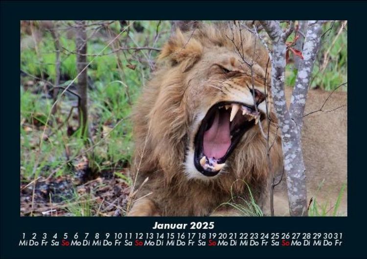 Produktbild: L&ouml;wen in der Wildnis 2025 Fotokalender DIN A5