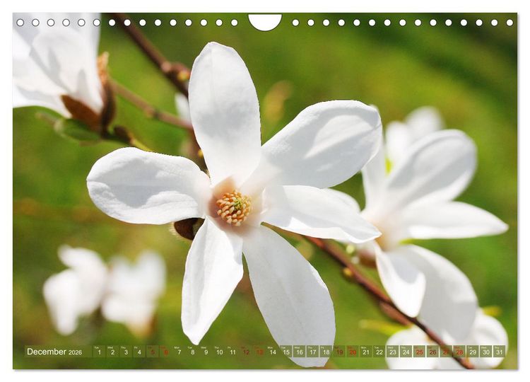 Produktbild: A Magnolia Dream (Wall Calendar 2026 DIN A4 landscape), CALVENDO 12 Month Wall Calendar
