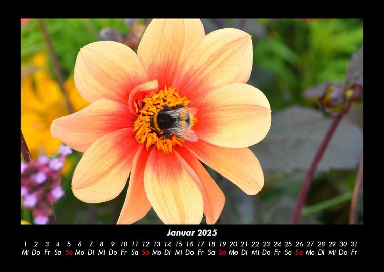 Produktbild: Bienen 2025 Fotokalender DIN A3