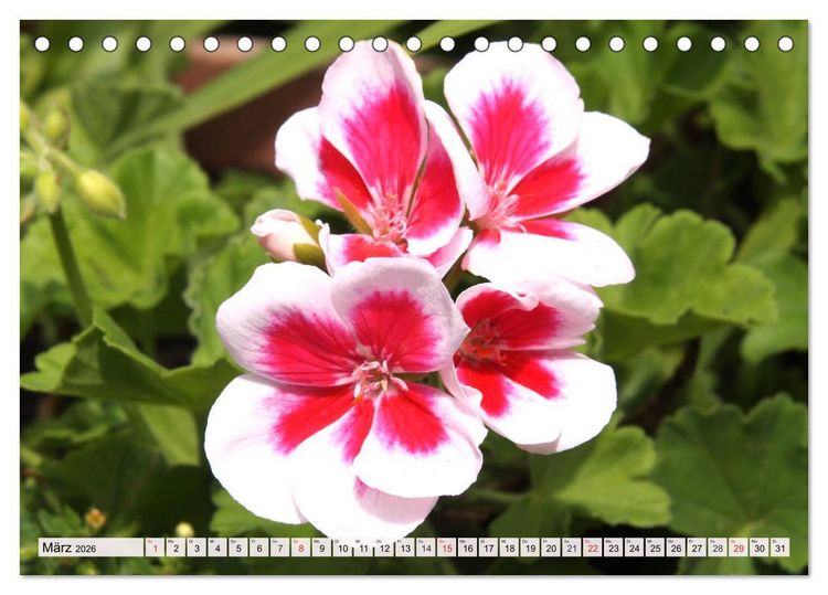 Produktbild: Pelargonien. Die Klassiker unter den Bl&uuml;hwundern (Tischkalender 2026 DIN A5 quer), CALVENDO Monatskalender