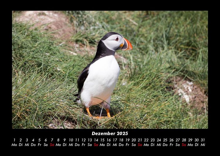 Produktbild: Welt der V&ouml;gel 2025 Fotokalender DIN A3