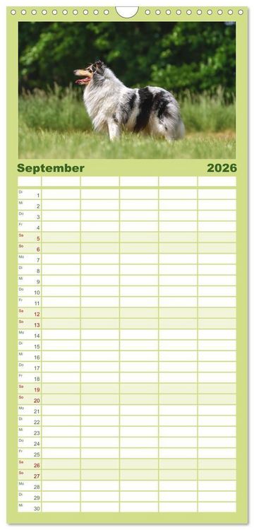 Produktbild: Familienplaner 2026 - Collies - charmante Herzensbrecher mit 5 Spalten (Wandkalender, 21 x 45 cm) CALVENDO