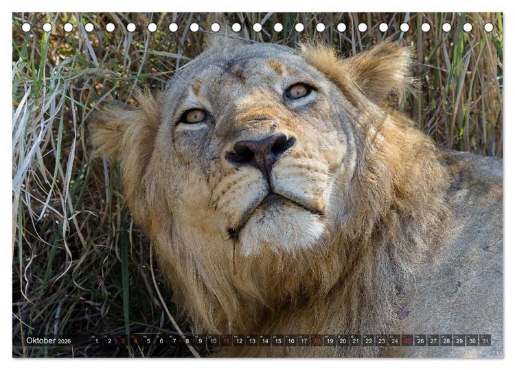 Produktbild: blick kontakt mit tieren im &ouml;stlichen und s&uuml;dlichen afrika (Tischkalender 2026 DIN A5 quer), CALVENDO Monatskalender