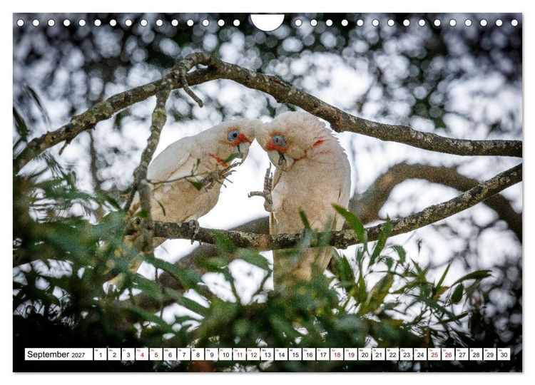 Produktbild: Wildlife Australien (Wandkalender 2027 DIN A4 quer), CALVENDO Monatskalender