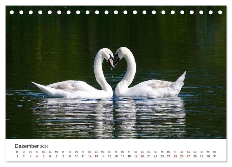 Produktbild: Schw&auml;ne - Prachtvolle Federkleider. (Tischkalender 2026 DIN A5 quer), CALVENDO Monatskalender