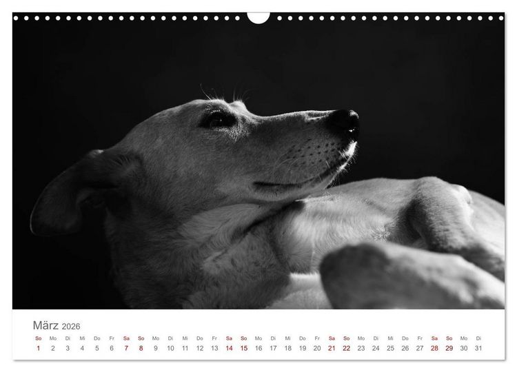 Produktbild: Hundeportraits Fine Art (Wandkalender 2026 DIN A3 quer), CALVENDO Monatskalender