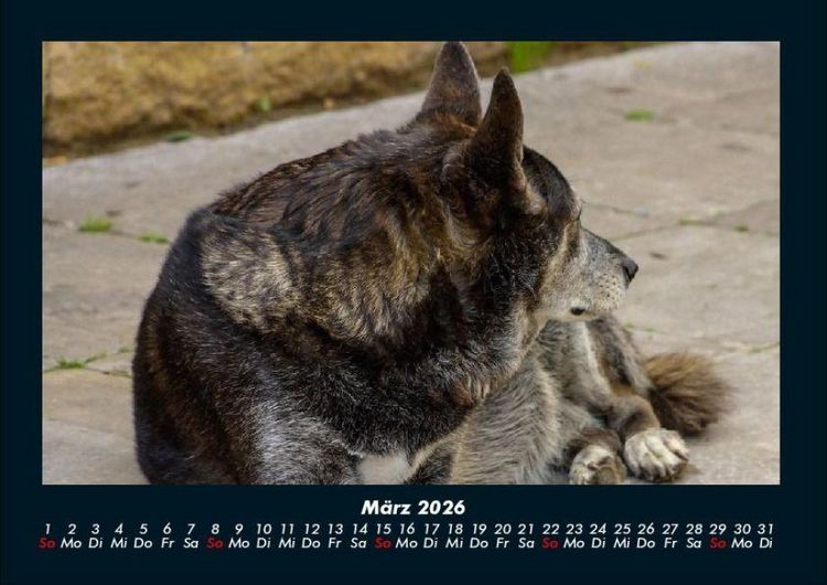 Produktbild: Hundezauber 2026 Fotokalender DIN A4