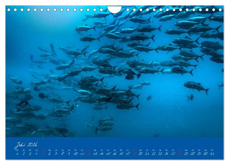 Produktbild: Meer sehen - Abenteuer Tauchen (Wandkalender 2026 DIN A4 quer), CALVENDO Monatskalender