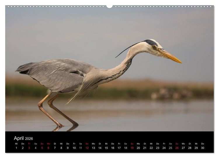 Produktbild: Reiher - Der Tanz auf dem Wasser (hochwertiger Premium Wandkalender 2026 DIN A2 quer), Kunstdruck in Hochglanz