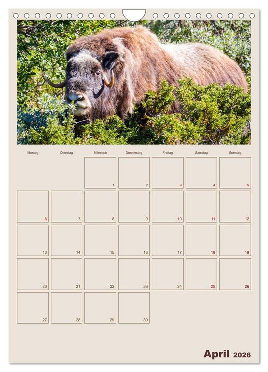 Produktbild: Moschusochsen - Norwegens gem&uuml;tliche Riesen (Wandkalender 2026 DIN A4 hoch), CALVENDO Monatskalender