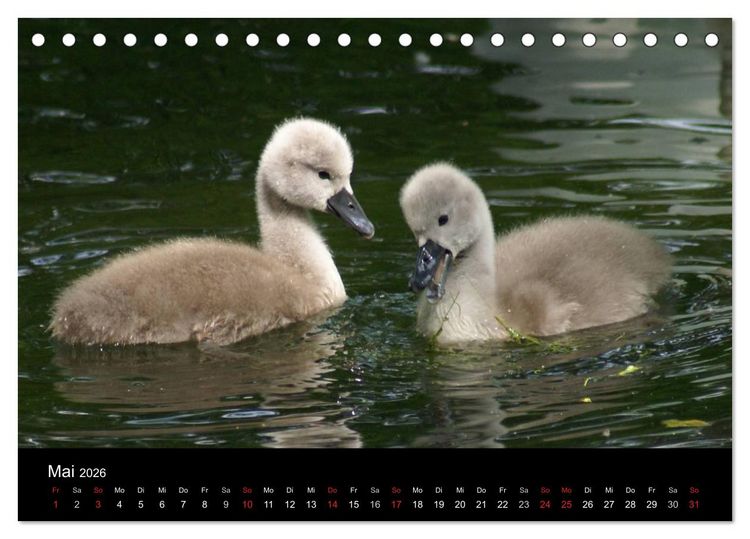 Produktbild: Die Kinderstube der Wasserv&ouml;gel (Tischkalender 2026 DIN A5 quer), CALVENDO Monatskalender