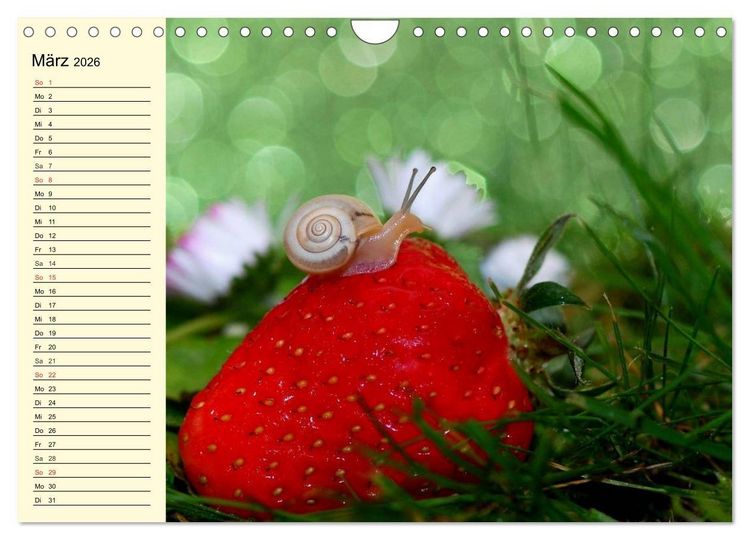 Produktbild: Schnecken. Witzige Schleimer (Wandkalender 2026 DIN A4 quer), CALVENDO Monatskalender