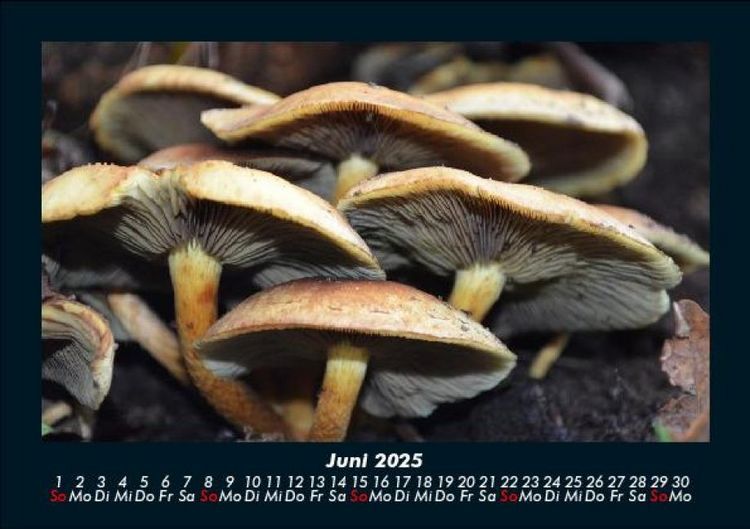 Produktbild: Pilzkalender 2025 Fotokalender DIN A5