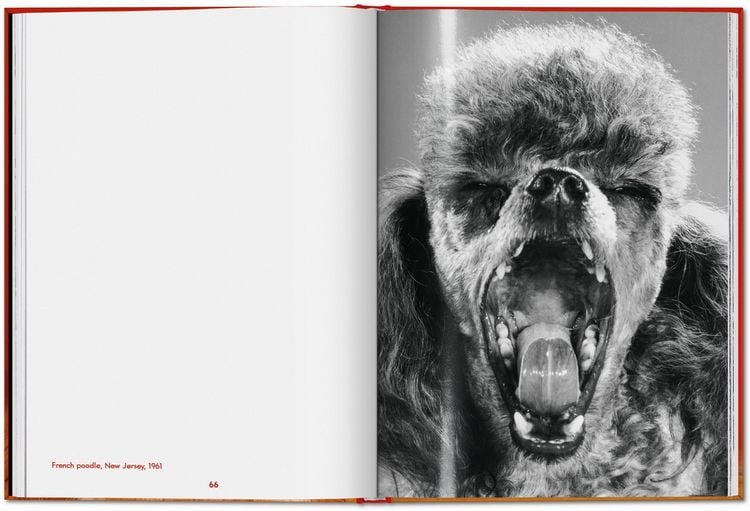 Produktbild: Walter Chandoha. Dogs. Photographs 1941&ndash;1991