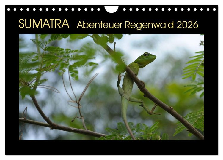Produktbild: SUMATRA Abenteuer Regenwald (Wandkalender 2026 DIN A4 quer), CALVENDO Monatskalender