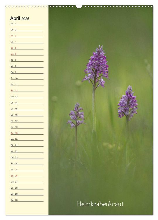 Produktbild: Wildwachsende Orchideen in Bayern (Wandkalender 2026 DIN A2 hoch), CALVENDO Monatskalender