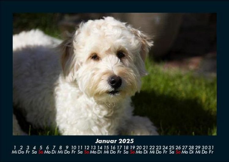 Produktbild: Welpen 2025 Fotokalender DIN A5