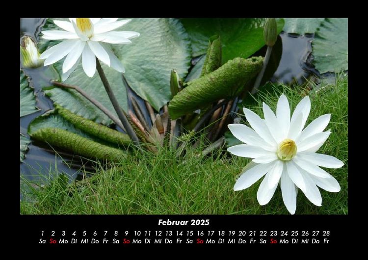 Produktbild: Rosen-Kalender 2025 Fotokalender DIN A3