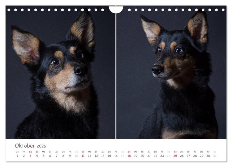 Produktbild: charakterstarke Hunde, wundersch&ouml;ne Hundeportraits (Wandkalender 2026 DIN A4 quer), CALVENDO Monatskalender