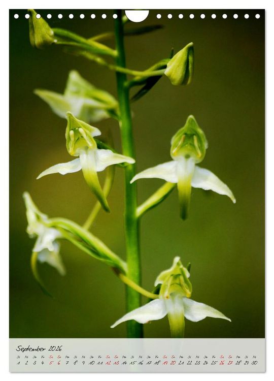 Produktbild: Florale Meisterwerke der Natur (Wandkalender 2026 DIN A4 hoch), CALVENDO Monatskalender