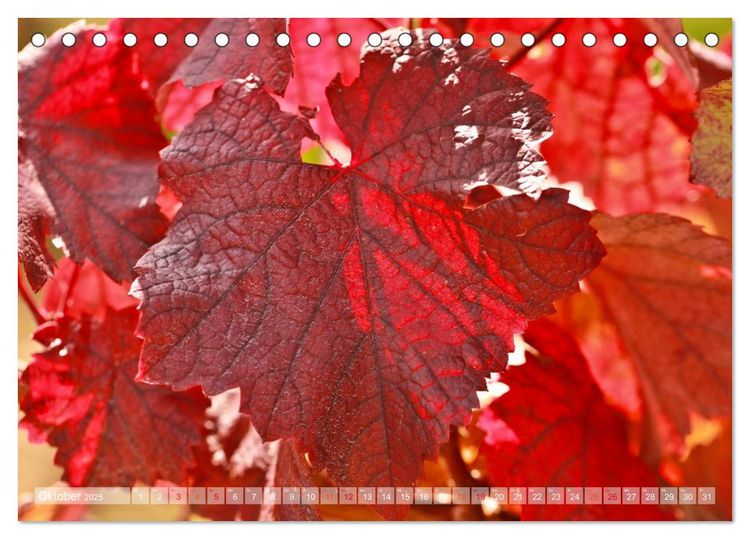 Produktbild: Wein- und Rebsorten aus Rheinland-Pfalz (Tischkalender 2025 DIN A5 quer), CALVENDO Monatskalender
