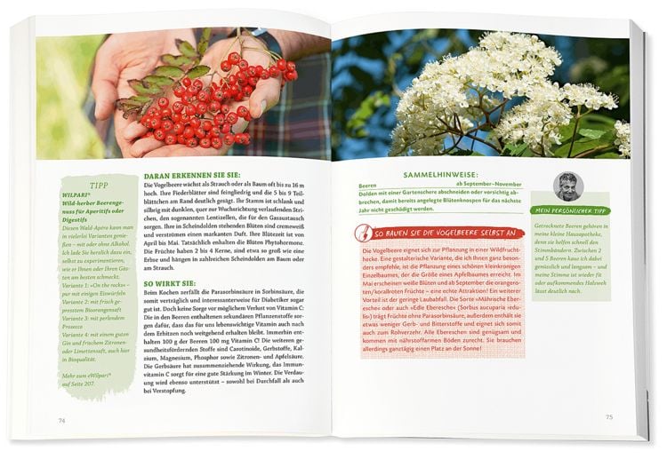 Produktbild: Die Wildpflanzen-Apotheke