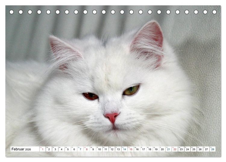 Produktbild: Die Perserkatze - Farbschlag Wei&szlig; (Tischkalender 2026 DIN A5 quer), CALVENDO Monatskalender