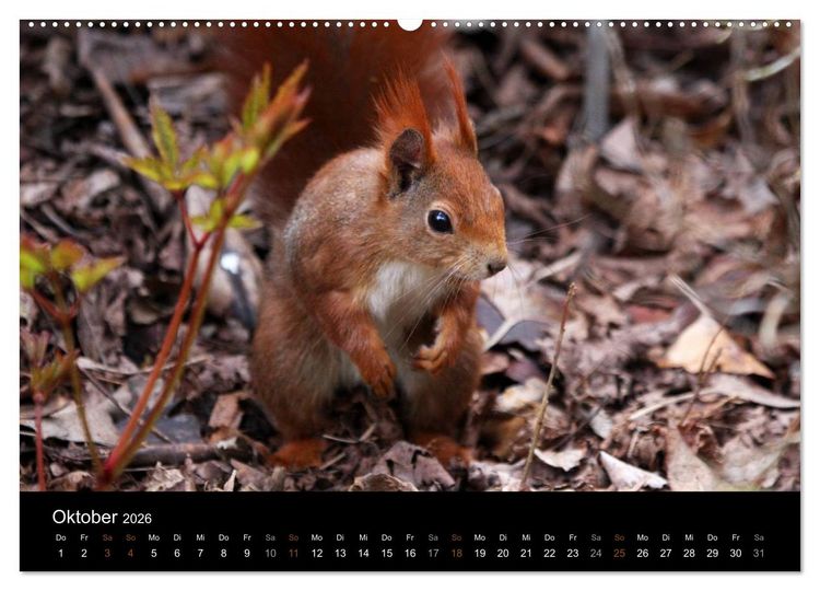 Produktbild: Eichh&ouml;rnchen (hochwertiger Premium Wandkalender 2026 DIN A2 quer), Kunstdruck in Hochglanz