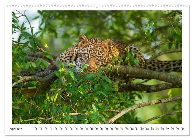 Produktbild: Afrika Wildlife-Fotografien (Wandkalender 2027 DIN A2 quer), CALVENDO Monatskalender