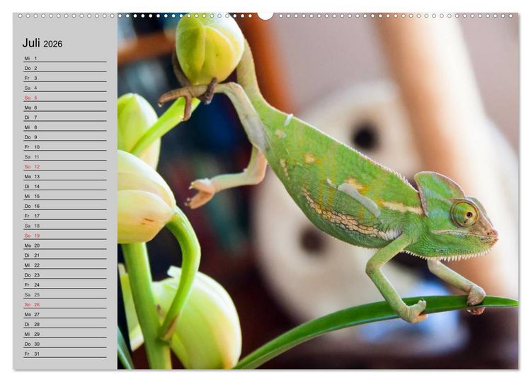 Produktbild: Kaltes Blut. Faszination Reptilien (hochwertiger Premium Wandkalender 2026 DIN A2 quer), Kunstdruck in Hochglanz