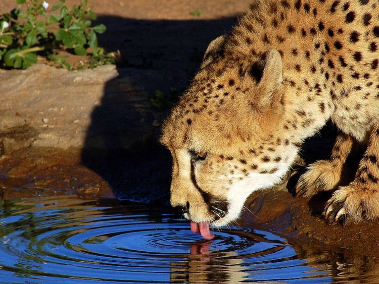 Produktbild: CALVENDO Puzzle Gepard | 1000 Teile Lege-Gr&ouml;&szlig;e 64x48cm Foto-Puzzle f&uuml;r gl&uuml;ckliche Stunden
