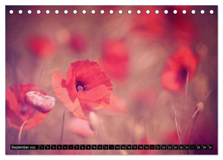 Produktbild: Mohnblumen (Tischkalender 2026 DIN A5 quer), CALVENDO Monatskalender