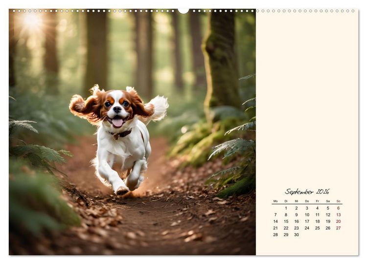 Produktbild: Goldige Kavalier King Charles Spaniels (hochwertiger Premium Wandkalender 2026 DIN A2 quer), Kunstdruck in Hochglanz