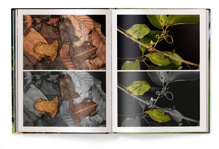 Produktbild: Jungle Spirits