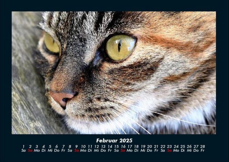 Produktbild: F&uuml;r Katzenfreunde 2025 Fotokalender DIN A4