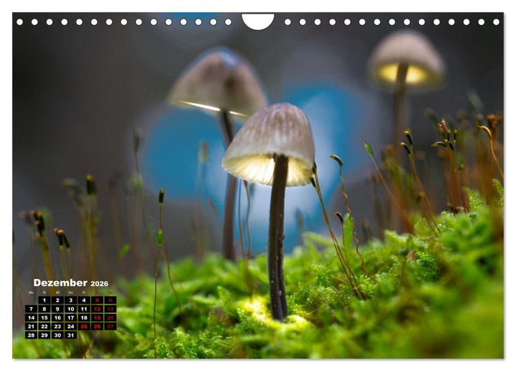 Produktbild: Pilzmagie (Wandkalender 2026 DIN A4 quer), CALVENDO Monatskalender