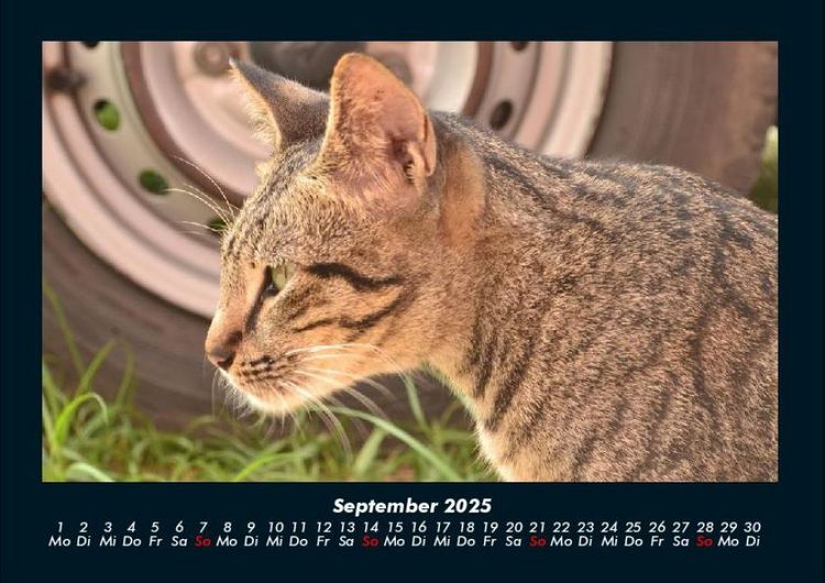 Produktbild: F&uuml;r Katzenfreunde 2025 Fotokalender DIN A4
