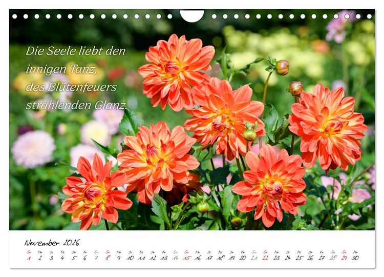 Produktbild: Dahlien Poesie (Wandkalender 2026 DIN A4 quer), CALVENDO Monatskalender
