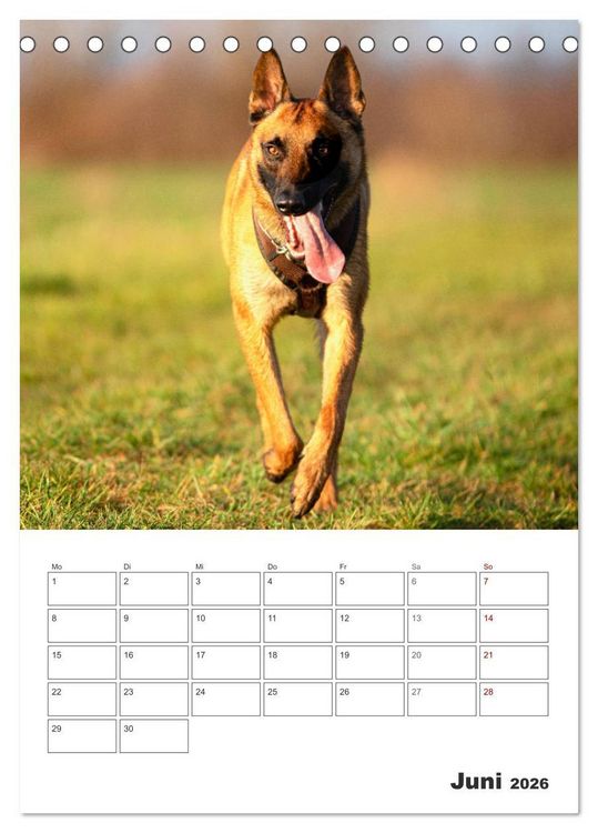 Produktbild: Malinois Power auf vier Pfoten (Tischkalender 2026 DIN A5 hoch), CALVENDO Monatskalender