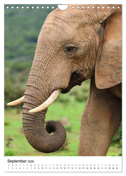 Produktbild: S&Uuml;DAFRIKA Wild-Tiere im Addo Elephant Park (Wandkalender 2026 DIN A4 hoch), CALVENDO Monatskalender